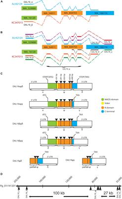 Integrative Analysis of Three RNA Sequencing Methods Identifies Mutually Exclusive Exons of MADS-Box Isoforms During Early Bud Development in Picea abies